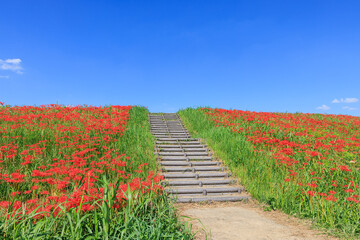 彼岸花咲く里の秋景色 愛知県半田市