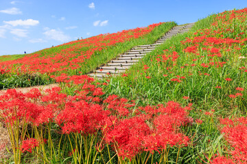 彼岸花咲く里の秋景色 愛知県半田市