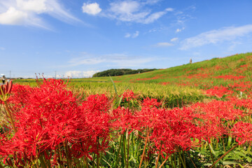 彼岸花咲く里の秋景色 愛知県半田市