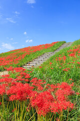 彼岸花咲く里の秋景色 愛知県半田市