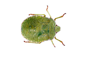 green shield bug, isolated, close-up, no background for an insect and wildlife project. material for design and collage.