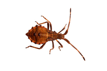 brown wood bug, isolated, close-up, no background for an insect and wildlife project. material for design and collage.