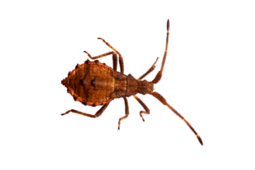 brown wood bug, isolated, close-up, no background for an insect and wildlife project. material for design and collage.