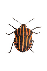 striped black and orange wood bug, isolated, close-up, no background for an insect and wildlife project. material for design and collage.