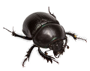 scarab beetle. dung beetle, isolated, close-up, no background for an insect and wildlife project. material for design and collage.