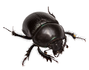 scarab beetle. dung beetle, isolated, close-up, no background for an insect and wildlife project. material for design and collage.