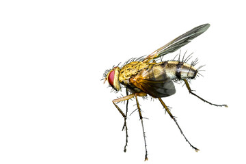 forest fly, isolated, close-up, no background for an insect and wildlife project. material for design and collage.