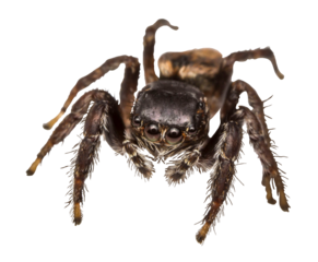 Himalayan jumping spider. jumping spider, isolated, close-up, no background for an insect and wildlife project. material for design and collage.