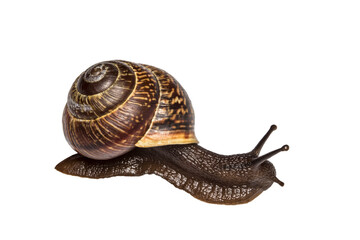 forest snail. grape snail, isolated, close-up, no background for an insect and wildlife project. material for design and collage.