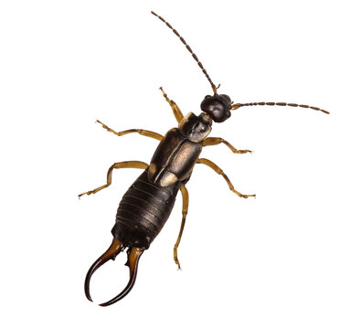 earwig beetle, isolated, close-up, no background for an insect and wildlife project. material for design and collage.