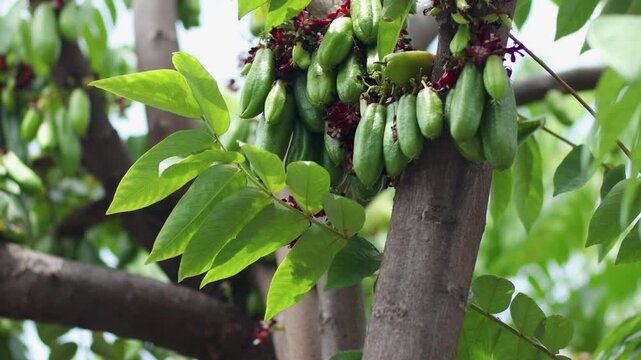 close up of bilimbi tree