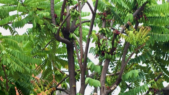bilimbi fruit season