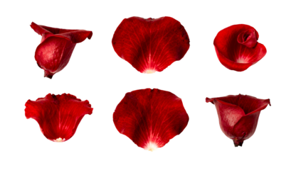 Red rose petals set including curled, flat, heart shaped, and bud style variants isolated. Floral design and romance collection.
