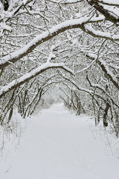 Winter forest path covered with fresh snow.