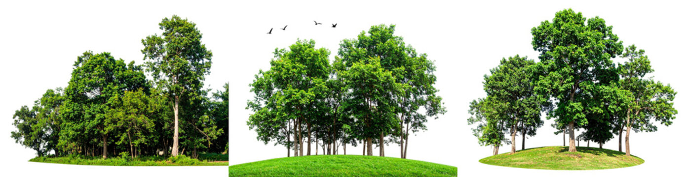 Green Lush Trees Isolated on Transparent Background Nature Scene with Grass and Foliage Elements for Ecology and Design Projects