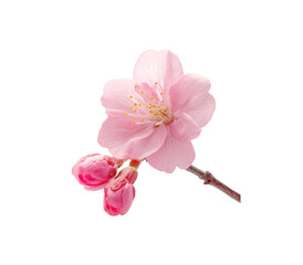pink cherry blossom with buds on white background