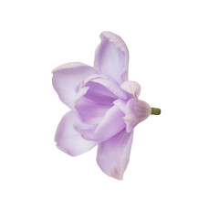 purple tulip flower isolated on white background