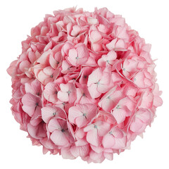 Pink Hydrangea Sphere