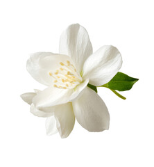 jasmine flower isolated on white background