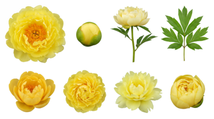 Yellow peony flower set including open bloom, bud, stem, and leaf isolated. Floral botanical collection for wedding design and gardening.