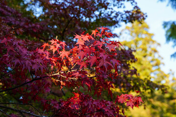 京都高雄神護寺境内の赤く色づく楓
