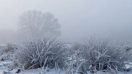 Frosted grasses in snowy foggy field