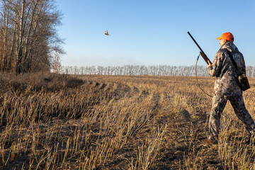 Hunter with rifle hunting on pheasant.