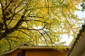 The ginkgo tree in the temple