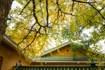 The ginkgo tree in the temple