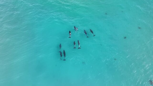  Dolphins off the Yorke Peninsula South Australia