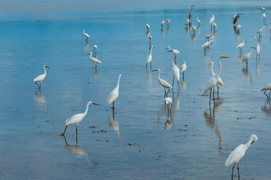 A flock of egrets foraging in the lake, migratory birds of Poyang Lake