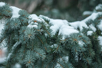 Snow-white pine branches on a blurred background. © Anatoliy