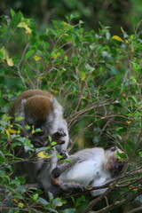 Obraz premium Long tailed monkeys (Macaca fascicularis) at Ngarai Sianok, West Sumatra, Indonesia.