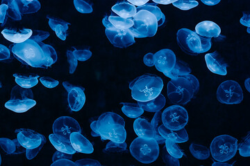 Cluster of moon jellyfish. aurelia aurita