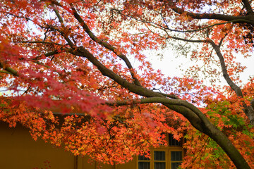 The beautiful red maple trees in autumn