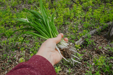 to collect wild onions or garlic, allium urs&iacute;num, for cooking or pickling