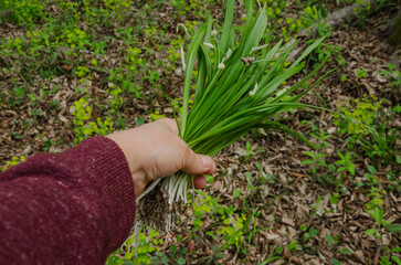 to collect wild onions or garlic, allium urs&iacute;num, for cooking or pickling