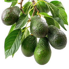 Fototapeta premium A vibrant branch displaying several ripe avocados with lush green leaves ideal for design use on transparent background