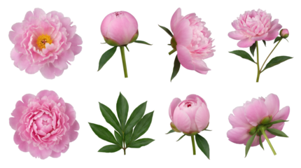 Pink peony set including blooming flower, bud, stem, and green leaf elements isolated. Floral garden and wedding decoration collection.