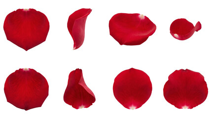 Fototapeta premium Red rose petal set including curved, flat, curled, and side view variants isolated. Romantic floral elements for wedding and valentine design.