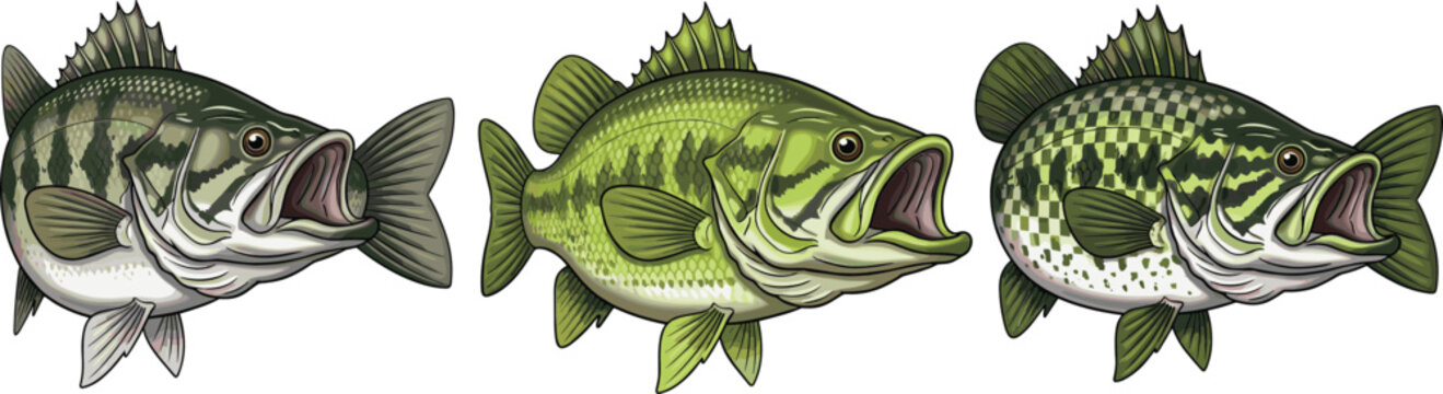 Bass Fish Vector Set with Realistic Largemouth Species Detailed Freshwater Fishing Wildlife Illustration Collection