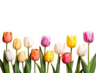 Vibrant tulip bouquet arranged for spring sale or festive greeting