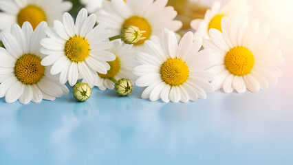 Obraz premium Summer Daisy Flowers Close-Up Macro with Soft Light and Blue Background
