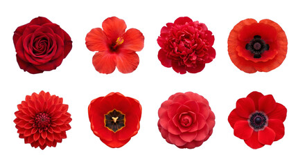 Obraz premium Red flower set including rose, hibiscus, peony, poppy, dahlia, tulip, camellia, and anemone blooms isolated. Floral botanical collection for gardening and wedding design.