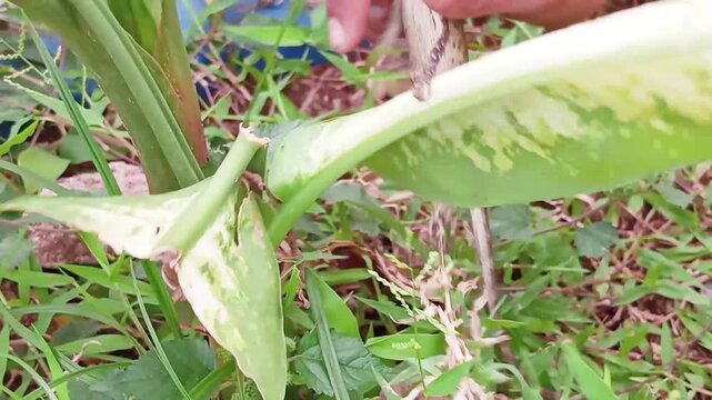 Garden Chameleon (Calotes Versicolor). During school holidays, children in suburban areas often hunt these animals to keep as pets because of their unique and attractive appearance and harmless nature