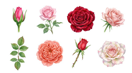 Obraz premium Rose flower set including red, pink, peach, and striped blossoms with buds and leaves isolated. Watercolor floral collection for wedding and garden design.