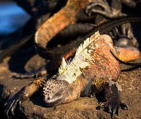 iguana iguana, reptilian, outdoor, natural, fauna, dragon, head, iguana, lizard, face, closeup, background, reptile, exotic, wildlife, nature, iguanidae, portrait, tropical, wild, green, eye, animal, 