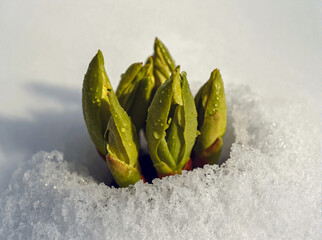 green grass and snow