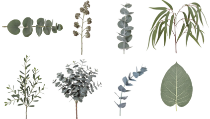 Eucalyptus branch set including silver dollar, willow, seeded, and baby blue leaf varieties isolated. Greenery for floral design and wedding decor.