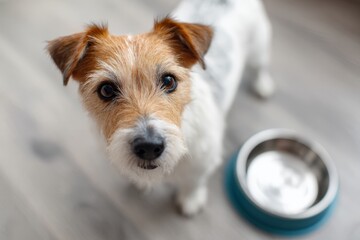 Jack Russell Terrier Dog Near Food Bowl